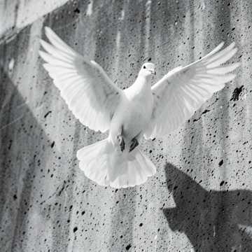 Обложка трека Doves’ Flight: Trance Mood”