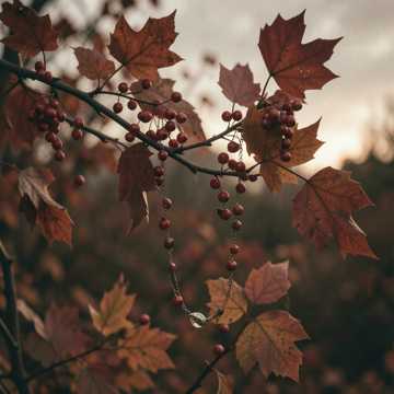 Рябиновые бусы (v.4)