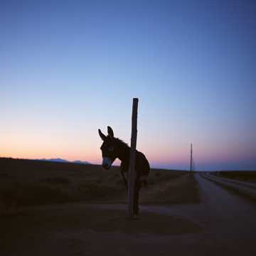 «The Donkey’s Path», (v.2)