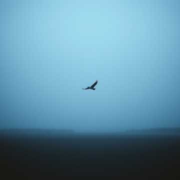 Вольная птица