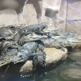 Донр рок